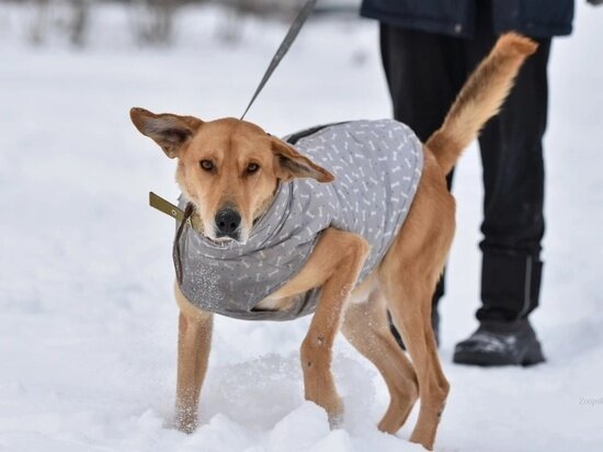     Преображение пса по кличке Султан. Фото: ПРОО "Зоозащита"