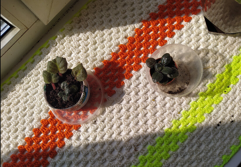 Фото автора Цветочный мини палисадник на окошке. Правда пока лишь из фиалок. 