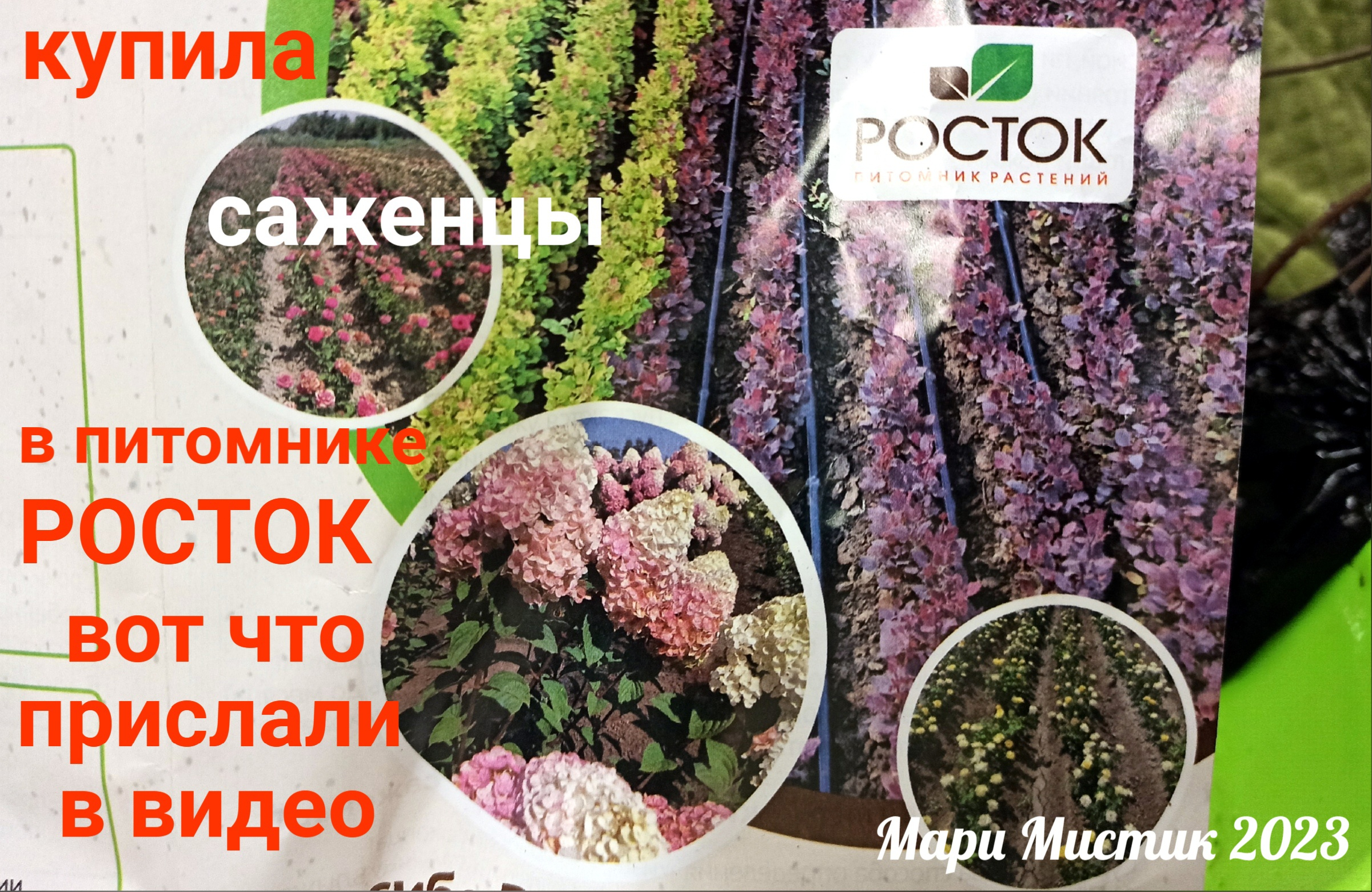 Питомник Росток Челябинск. Объявление о продаже саженцев. На телеграмм саженцы. Челябинск купить саженцы цветов.