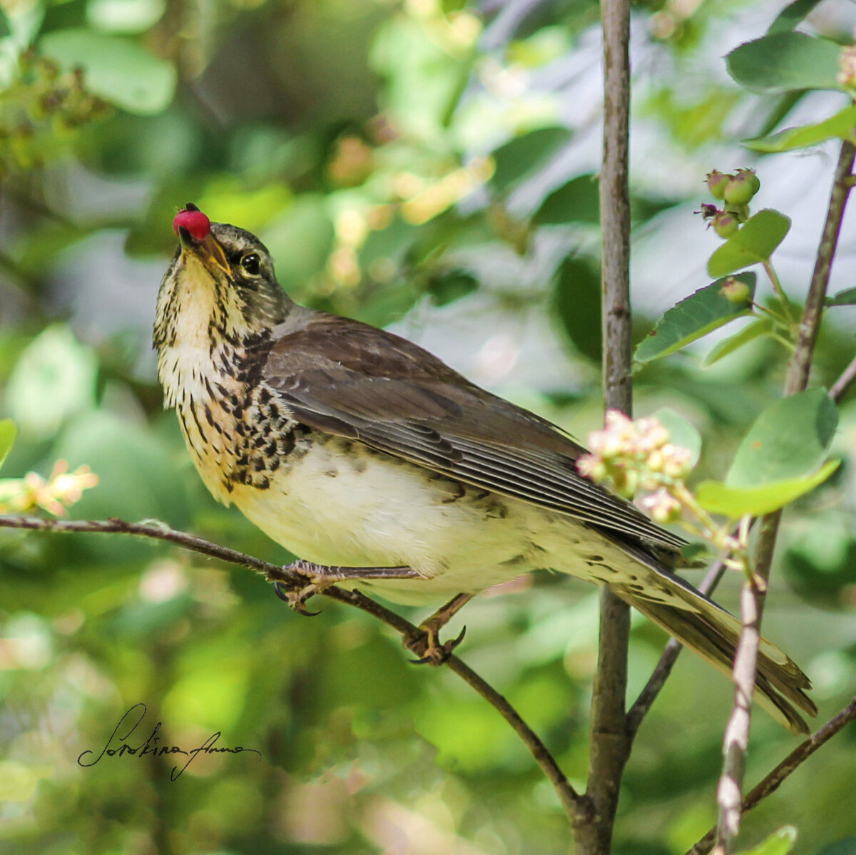 Дрозд-рябинник с ягодой
