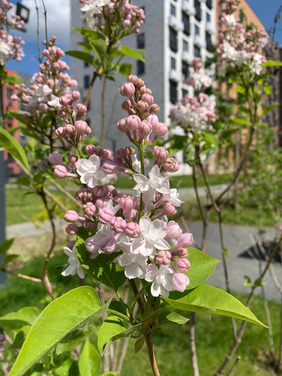 Середневский лес 