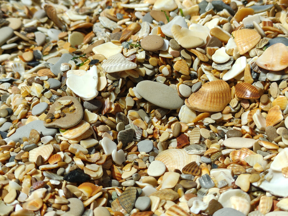 город ракушек. анадара моллюск. станица голубицкая ракушечный пляж. город ракушек. двустворчатые моллюски жемчуг.