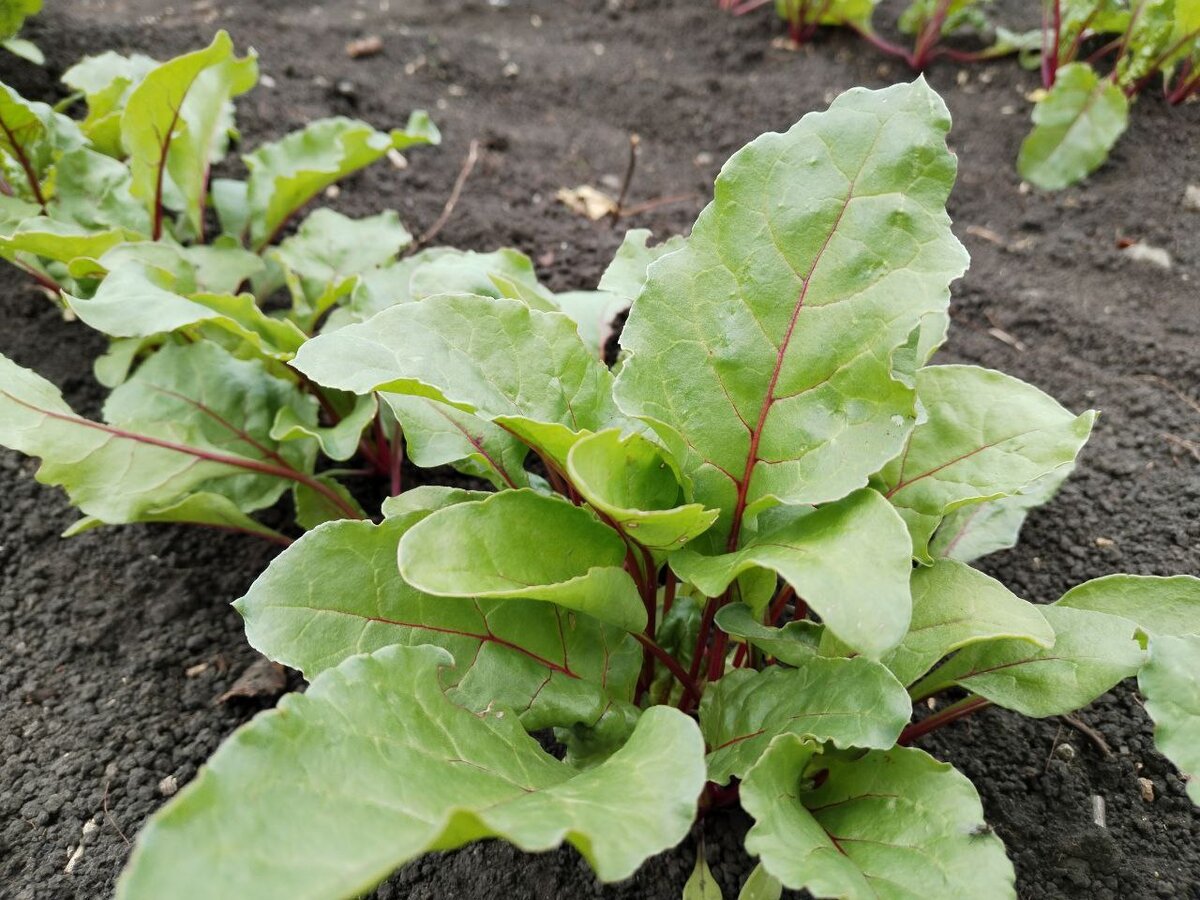 Свекла у нас в этом году удалась. Пока оцениваем конечно только по всхожести и ботве. 