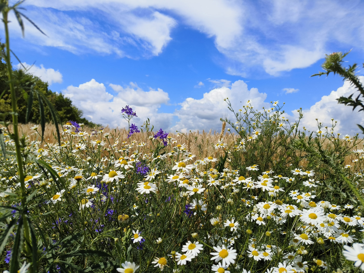 Полевые цветы