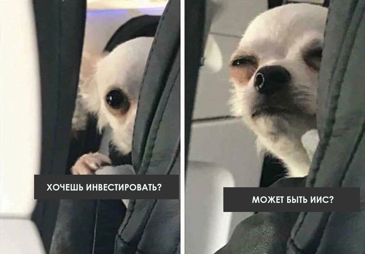 Песик дело говорит=)