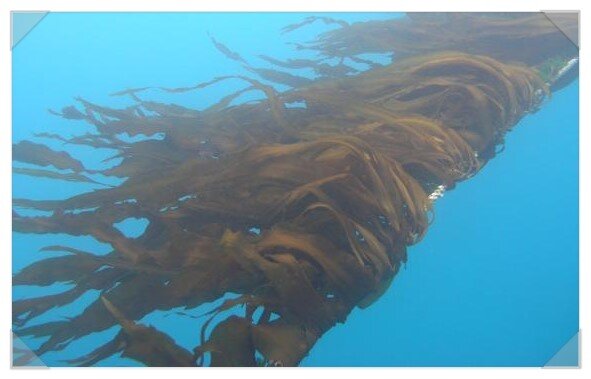 Так выглядит капуста, готовая к сбору.