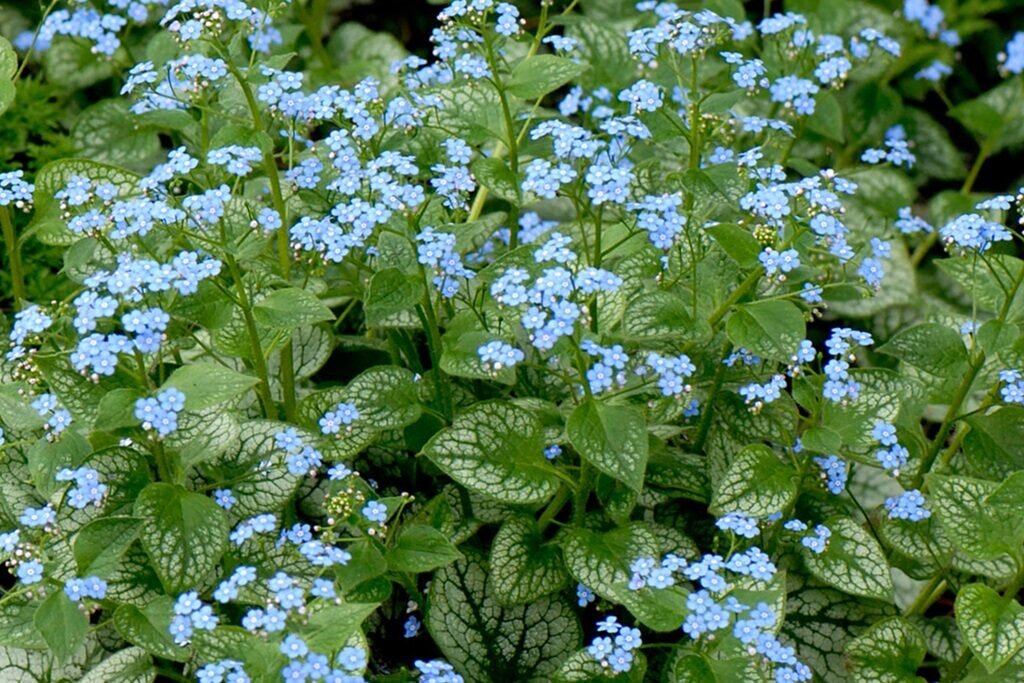 Бруннера Сибирская Brunnera sibirica