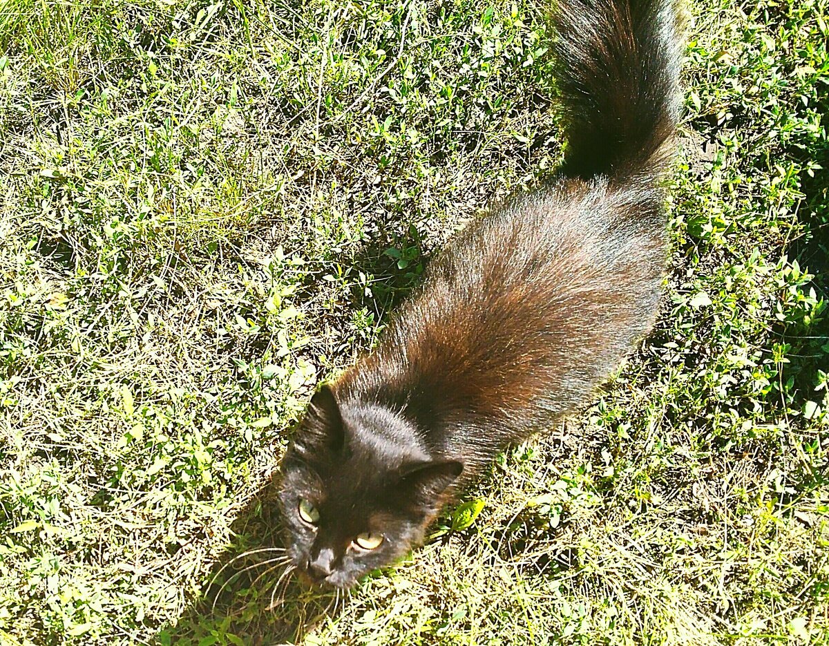 Выпрашивает колбасу.