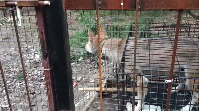 По прибытию, волка перевили в вольер. Волонтеры приюты наблюдали за поведением нового жителя и пришли к выводу, что волк слепой. 