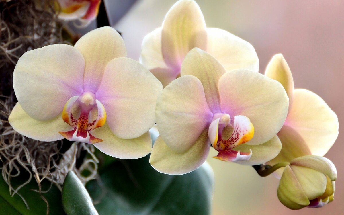 источник фото: orchidea-shop.ru
