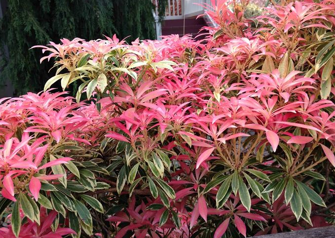 Pieris japonica