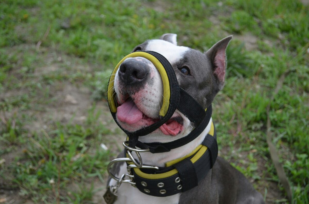 Моя Маська. Фото из личного архива.