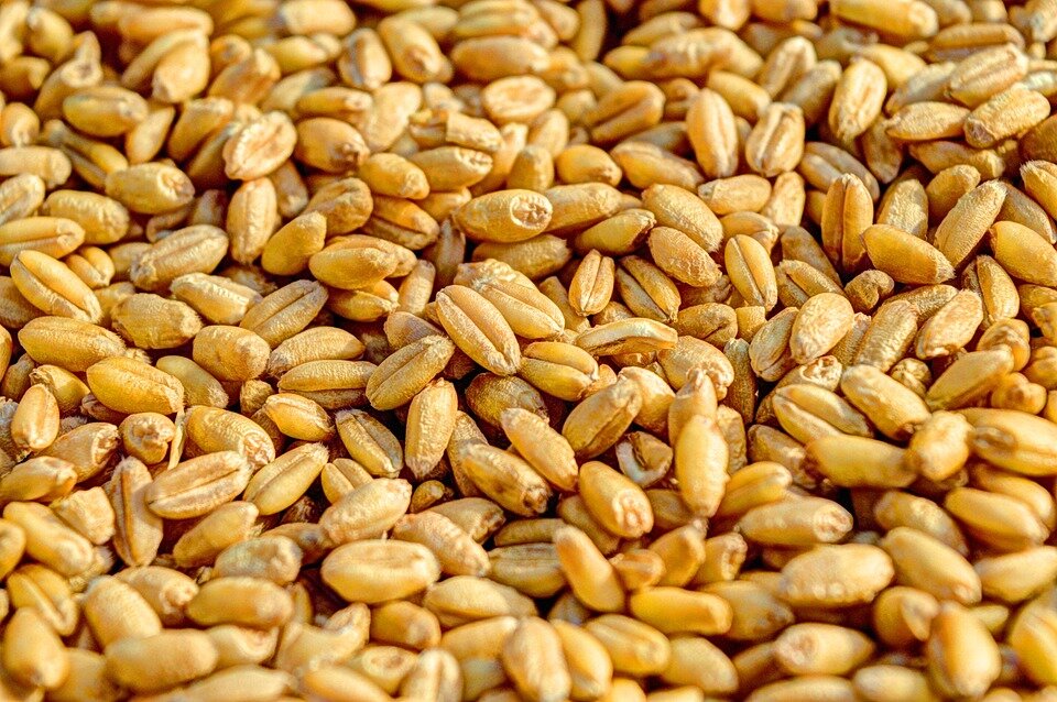 https://cdn.pixabay.com/photo/2014/07/02/06/47/wheat-381848_960_720.jpg