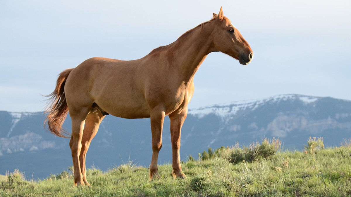 https://www.pexels.com/photo/brown-horse-on-grass-field-635499/