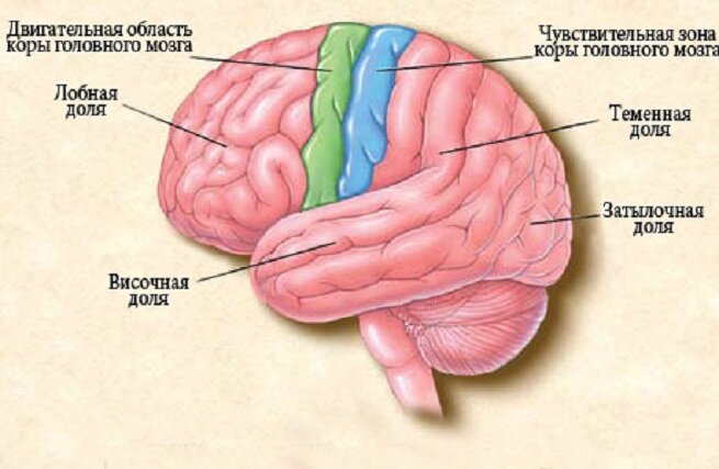 [caption id="attachment_2143" align="aligncenter" width="655"] Краткая схема головного мозга[/caption]