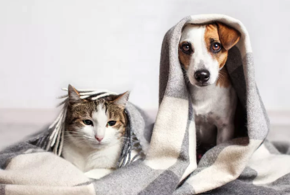 Животные породы кошек и собак. Кошки и собаки. Счастливые собаки и кошки. Картинки кошек и собак. Rjireb b CJ,FRB.