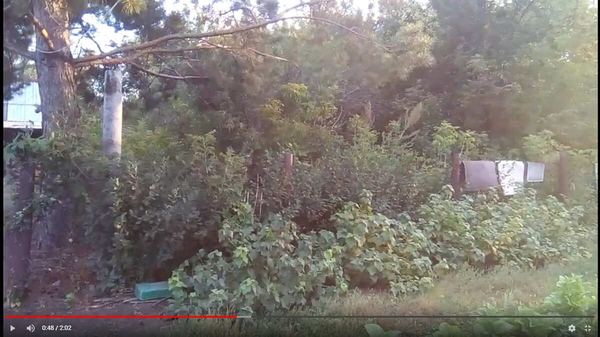 Слева на фото сосна, которая растет на границе двух участков, фото с фрагмента видео с моего канала на Ютуб