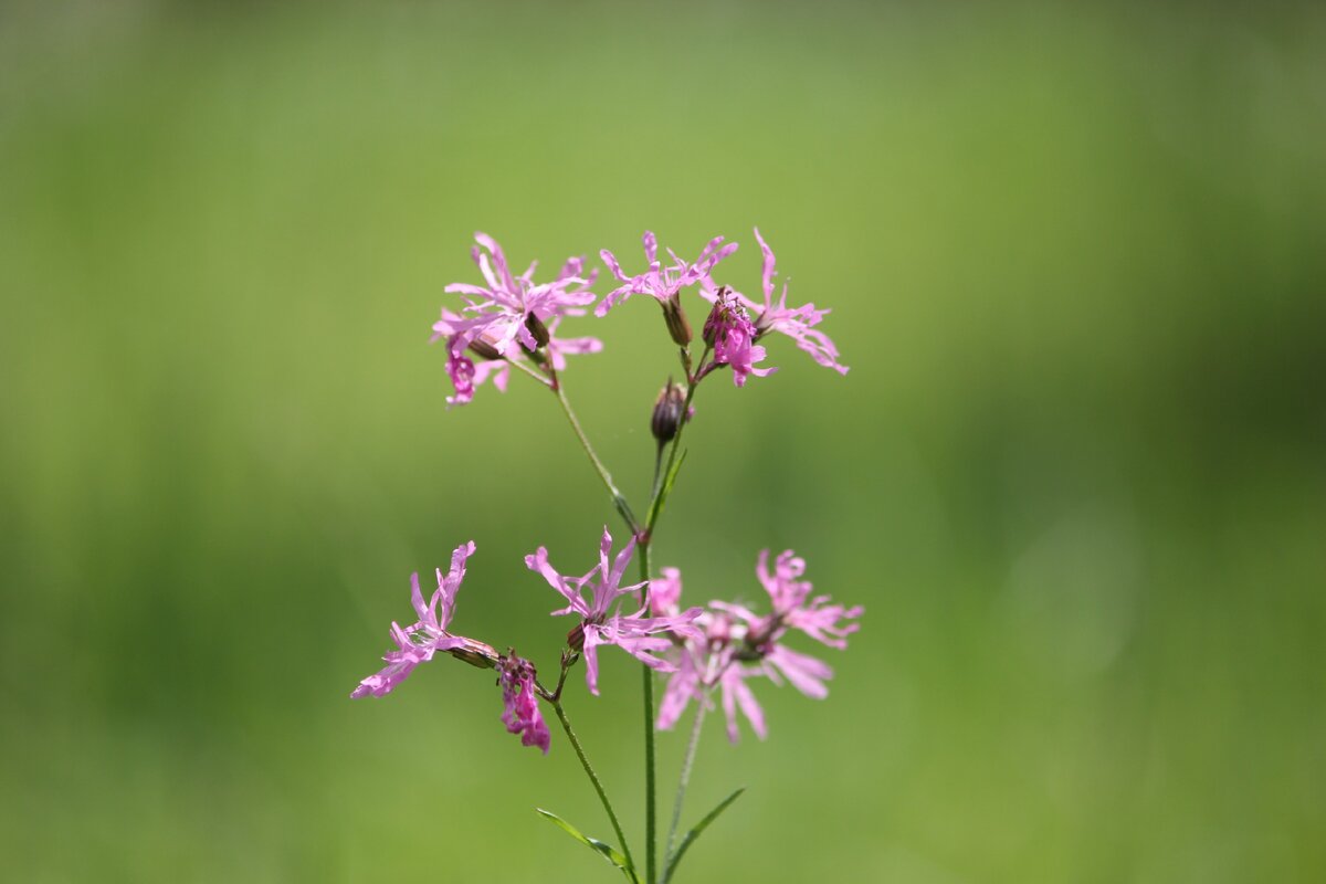 Фото моё @art_earsel 