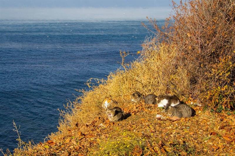 Котики на высоком берегу в Анапе