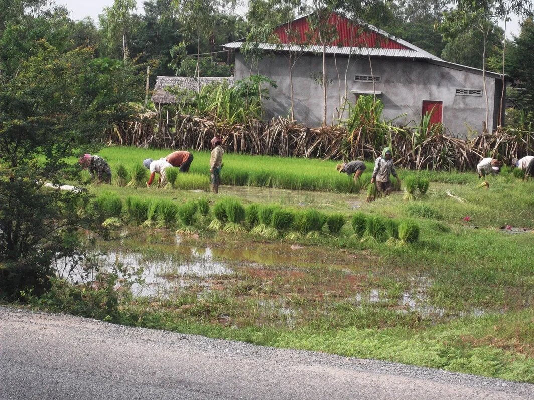 Местные за сезонной работой, посадка риса.