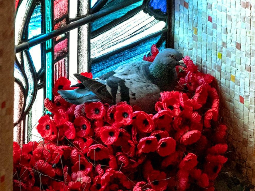 Вот он шутник, отдыхает. 