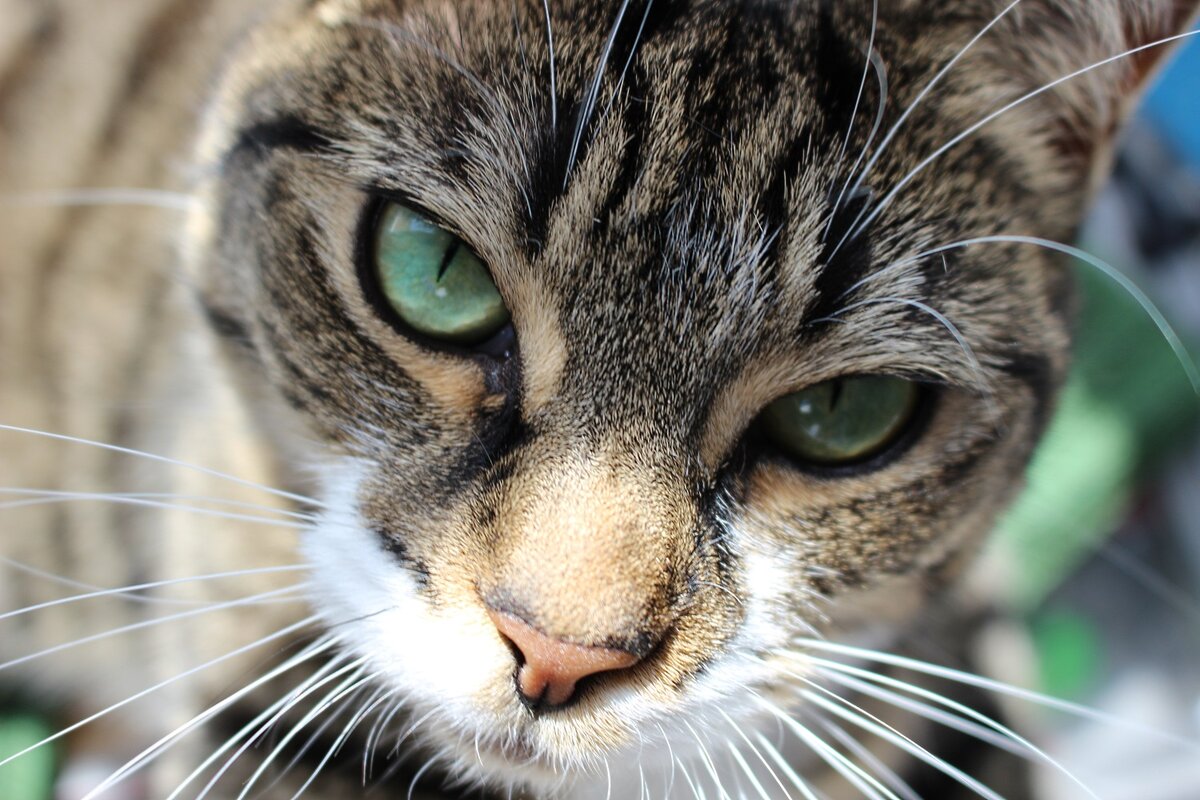 Фото  из коллекции Яндекс-картинок