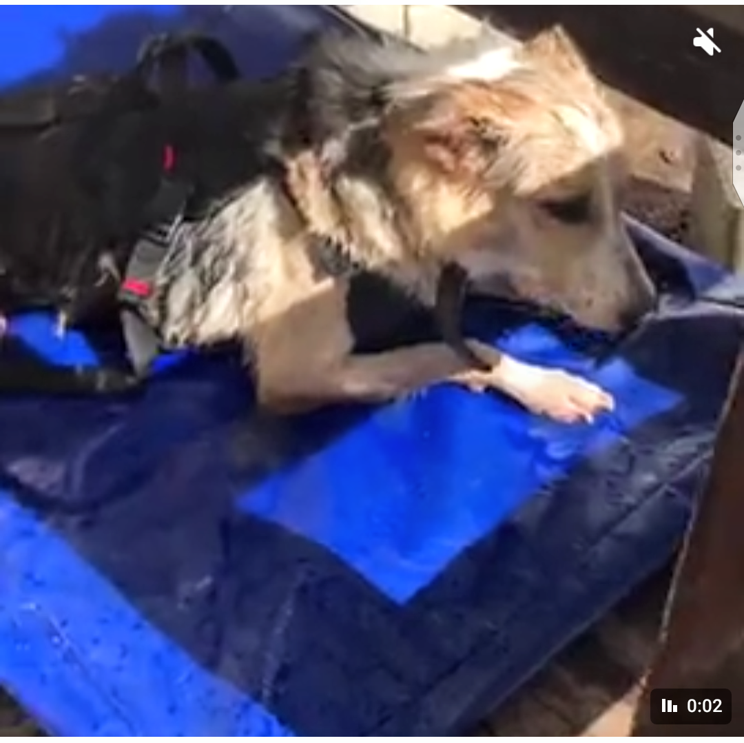 Эрик, собака инвалид на передержке, приют солнцево