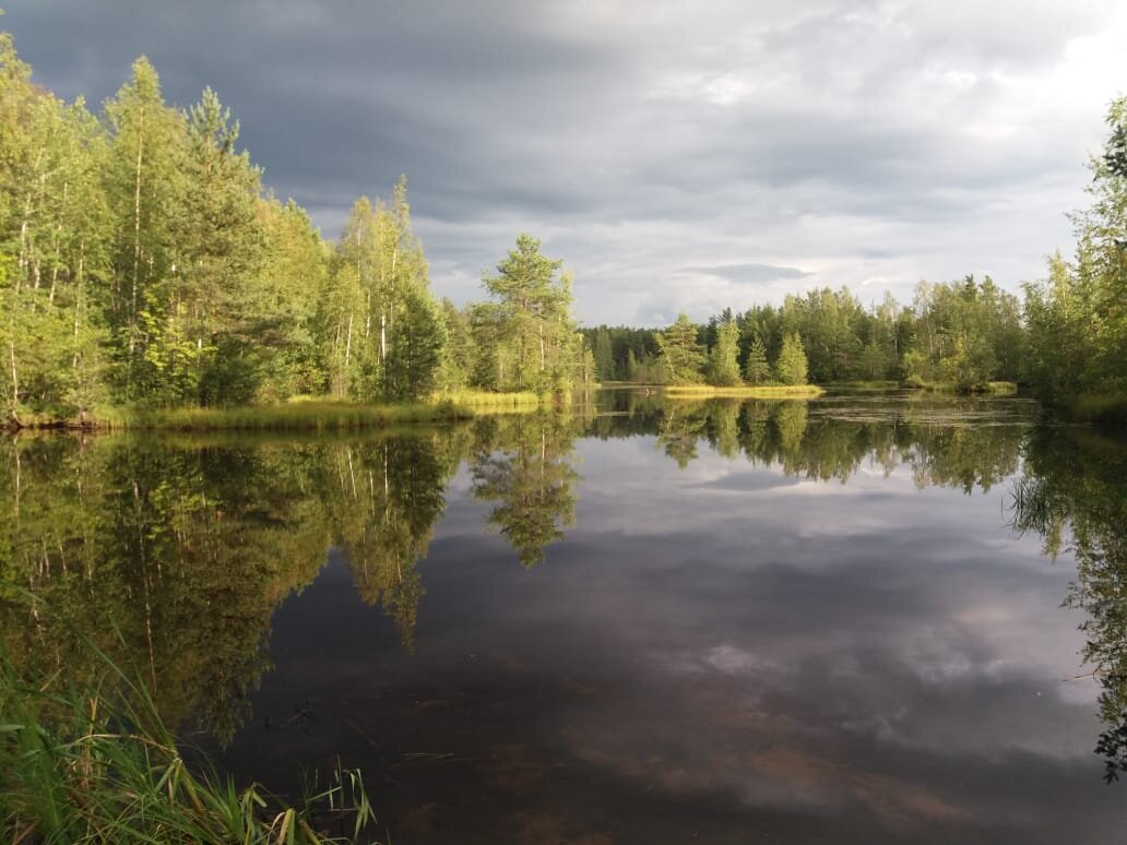 Заказник Сестрорецкое болото