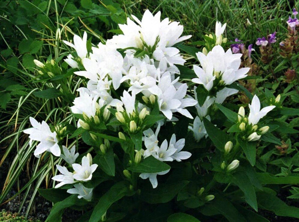 Колокольчик скученный 'Alba'. Источник фото: Яндекс картинки.