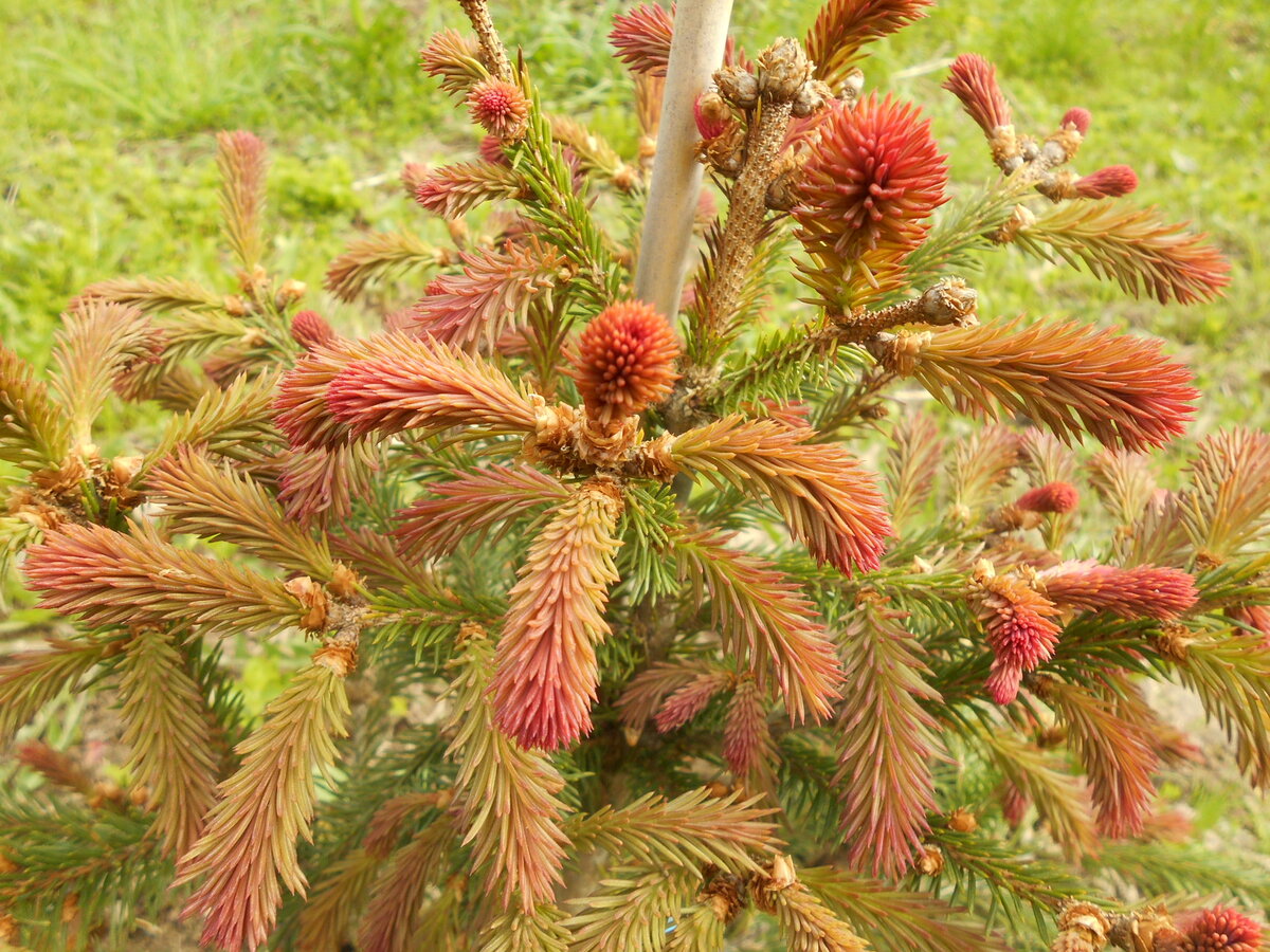 Picea abies rydal