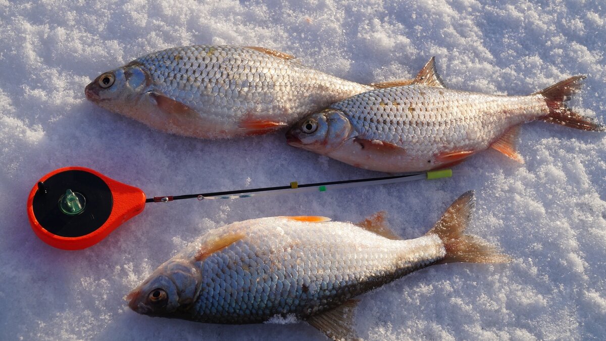 Сорога лайт v1. Зимняя плотва на безмотылку. Рыбалка безмотылка чертик. Безмотылка гвоздешарик. Гвоздешарик на плотву.