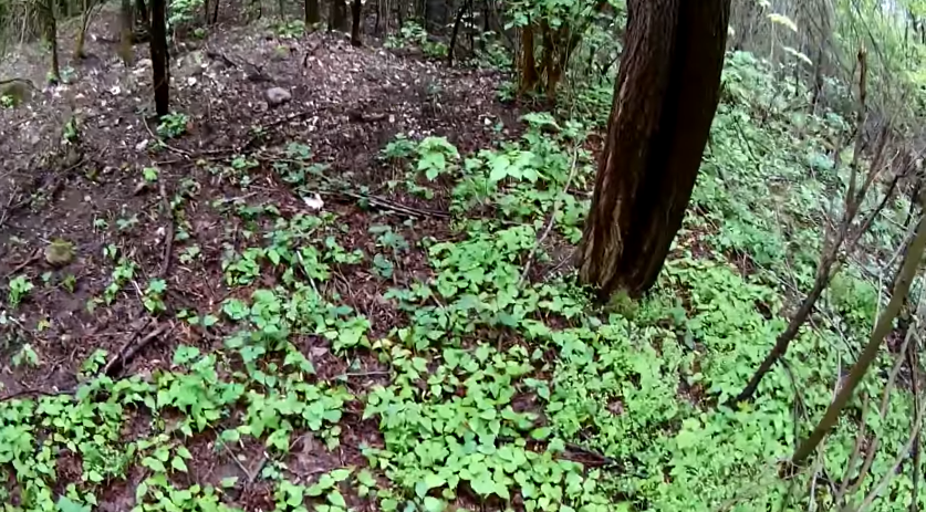 Кладоискатели идут по лесу, для нахождения новых находок