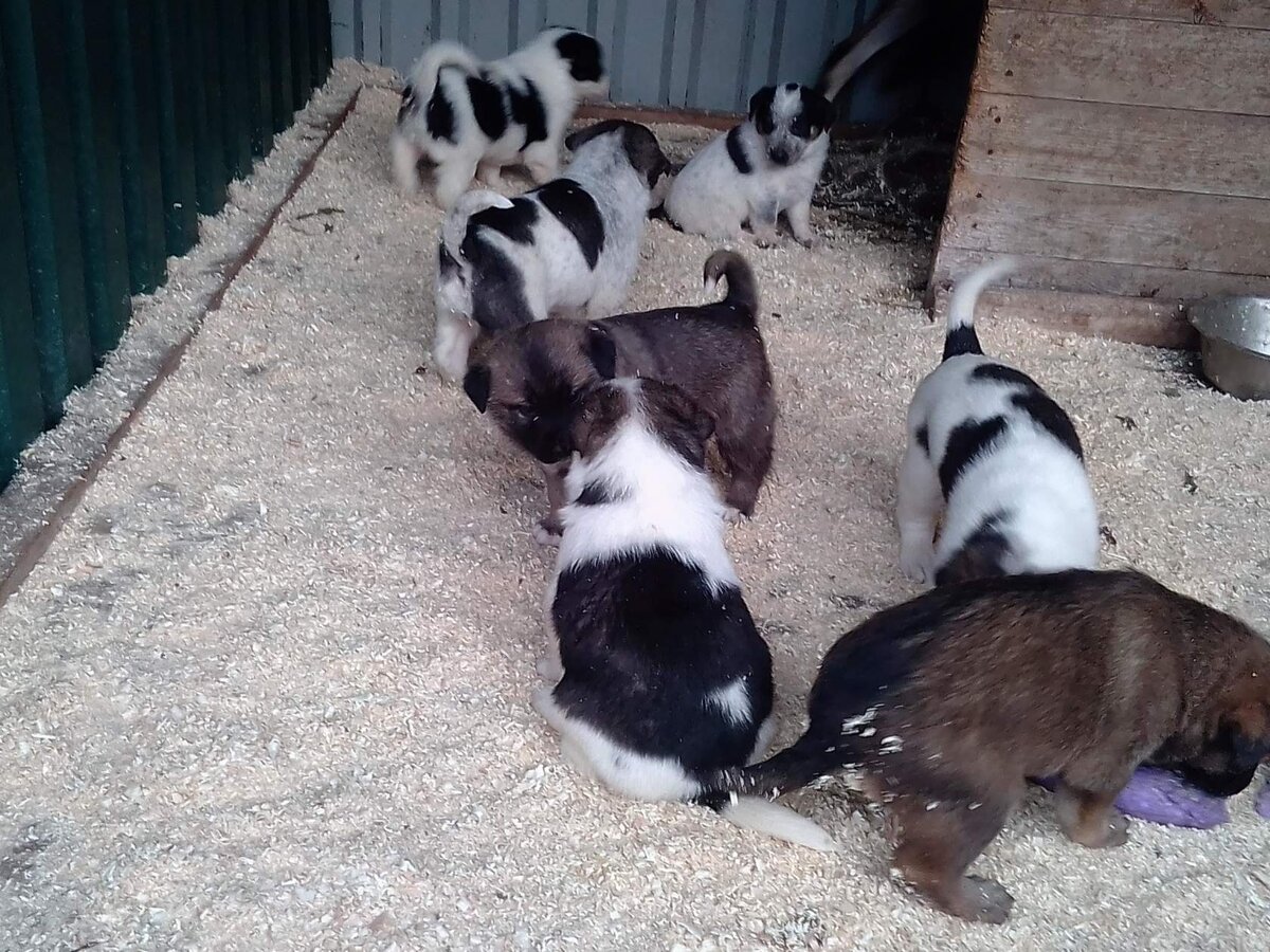 Толстопопенькие буренки