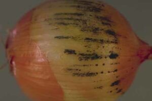 Плесень на луке