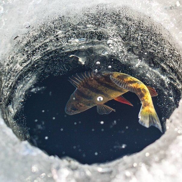 Секрет рыбалки зимой на окуня | Рыбалка/Fishing | Дзен