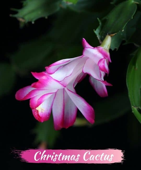 Рождественский кактус (Schlumbergera)