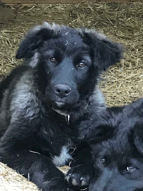 Портос и Тесса