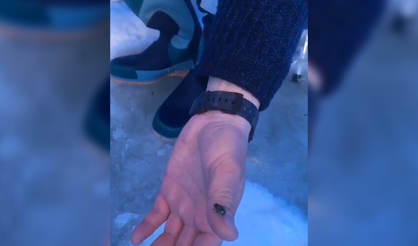 Кадр из видео: очевидец