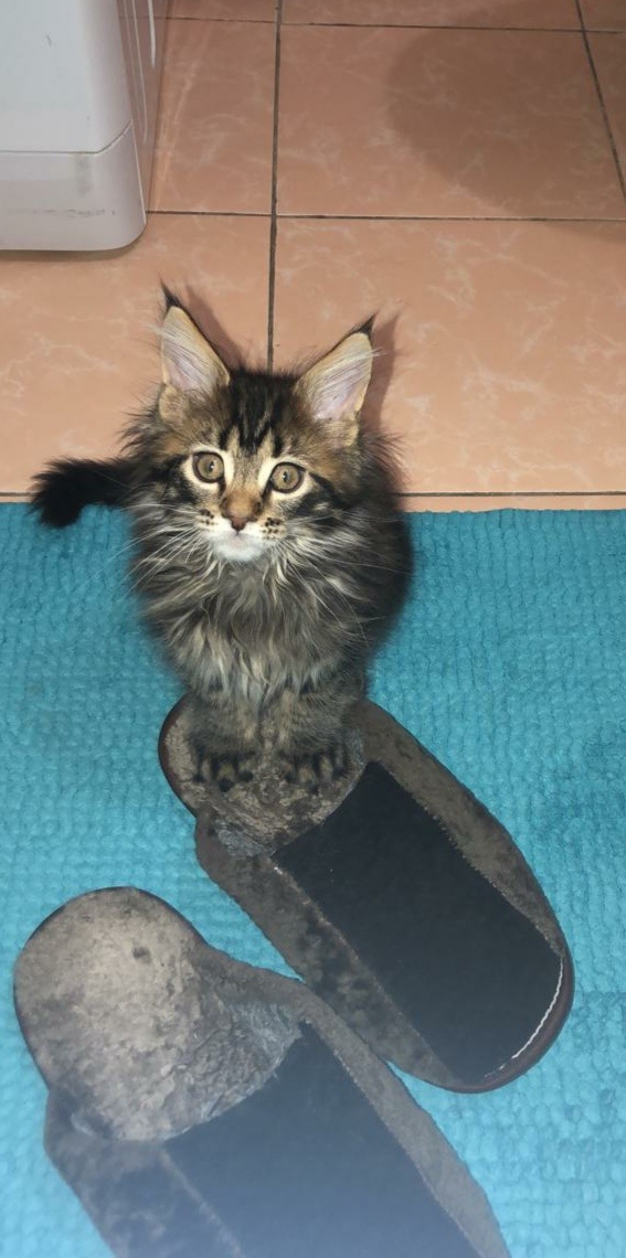 А вы разговариваете со своими питомцами?Кстати это даже необходимо,чтобы ваш котейка понимал вас и вашу интонацию. Тем более мейн-куны хорошо поддаются дрессировкам!