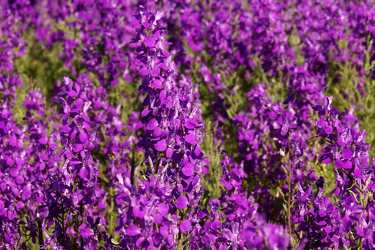 Полевые цветы фиолетовые длинные фото и названия