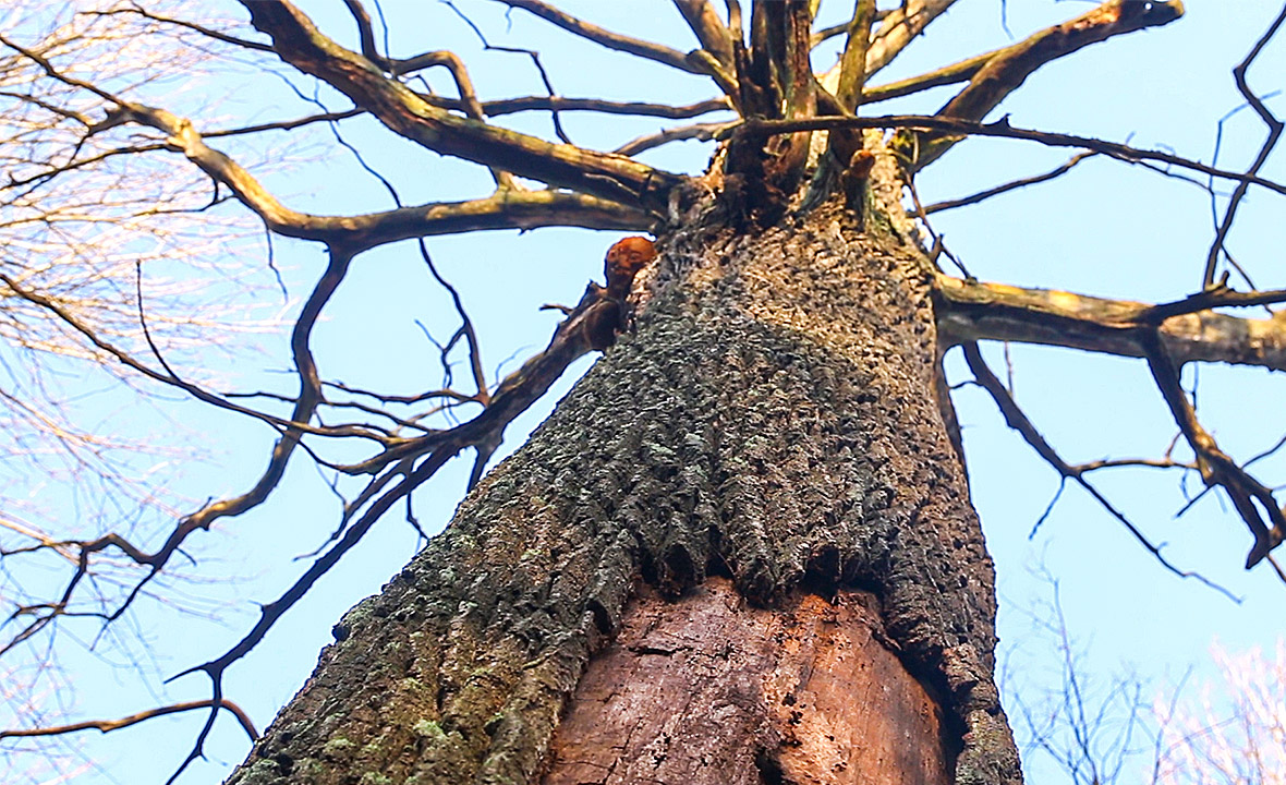 Сообщение о дубе. Принимаем дуб. Беловежская пуща реликтовый лес. Дуб с раздвоенным стволом. Ясень в швеции.