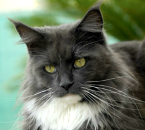 Методы восстановления при катаральном эндометрите у кошек