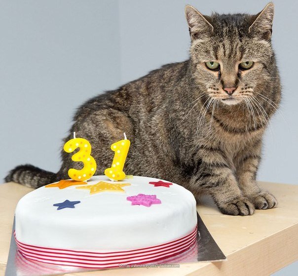 кошка Люси празднует свой день рождение