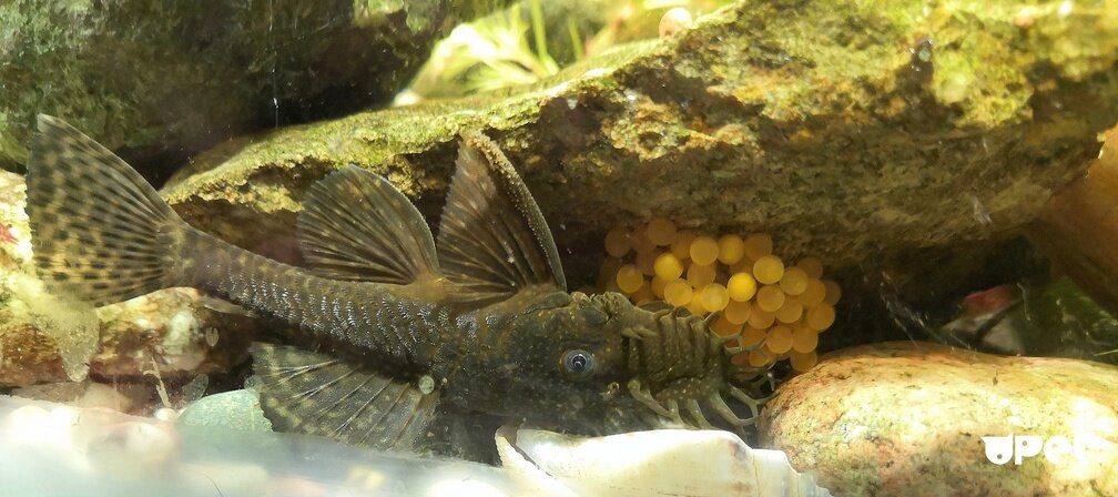 Самец охраняет икру.