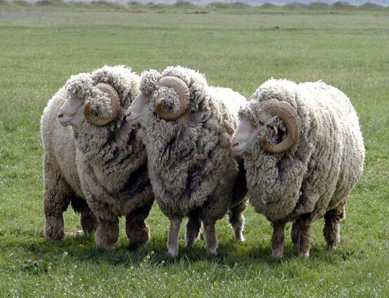 Больше трех не собираться!