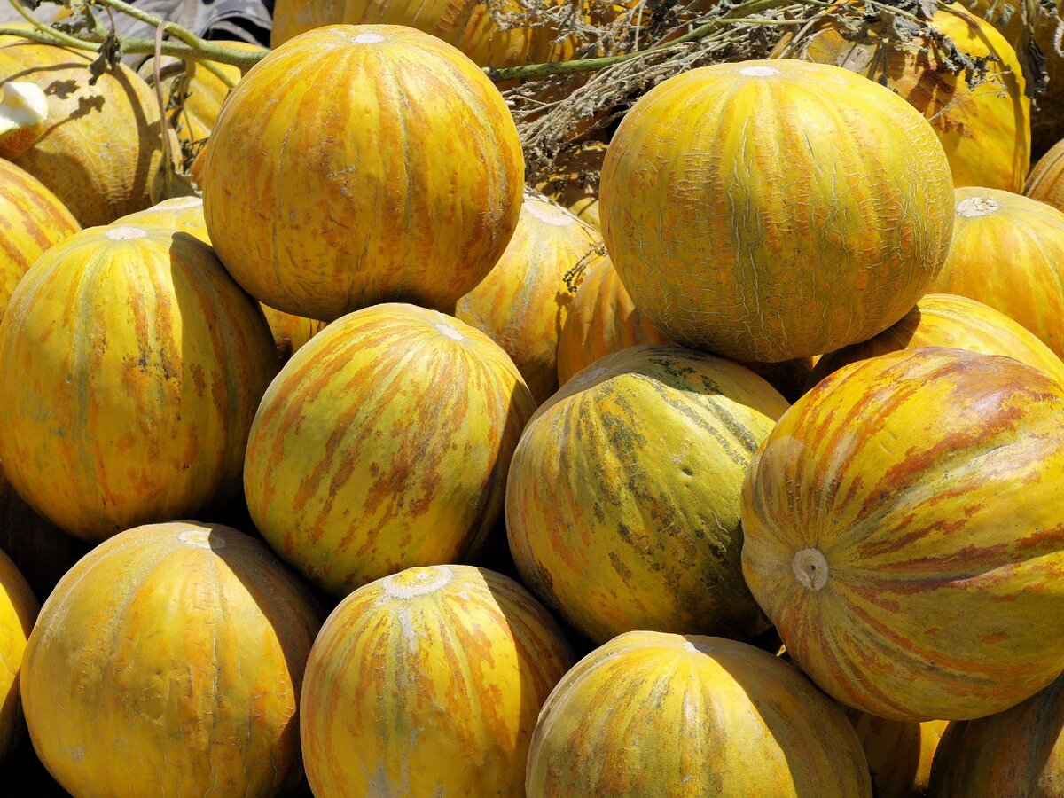 А вы любите дыни? 