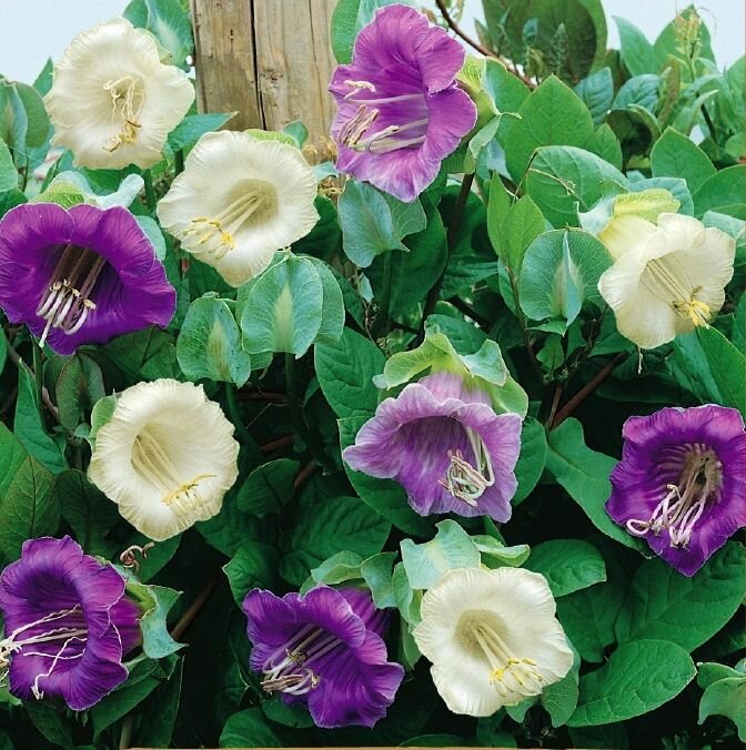 Кобея лазающая 