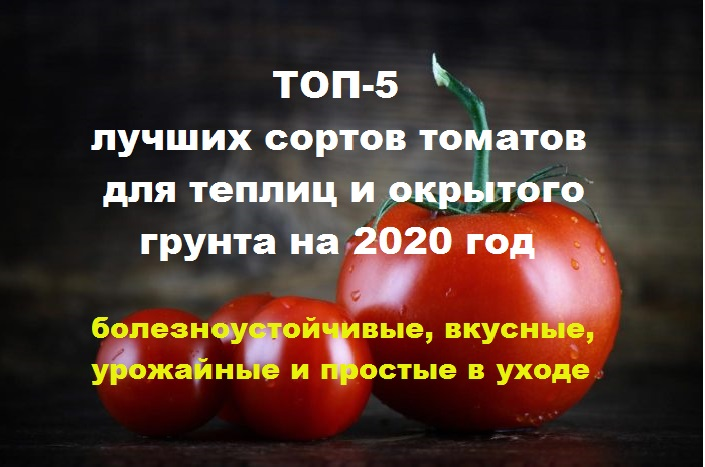 Лучшие томаты на 2025 год. Новые сорта томатов на 2020 год. Томаты для Урала и Сибири для теплиц. Каталог семян томатов на 2020 год. Томаты лучшие сорта отзывы на 2019 год.
