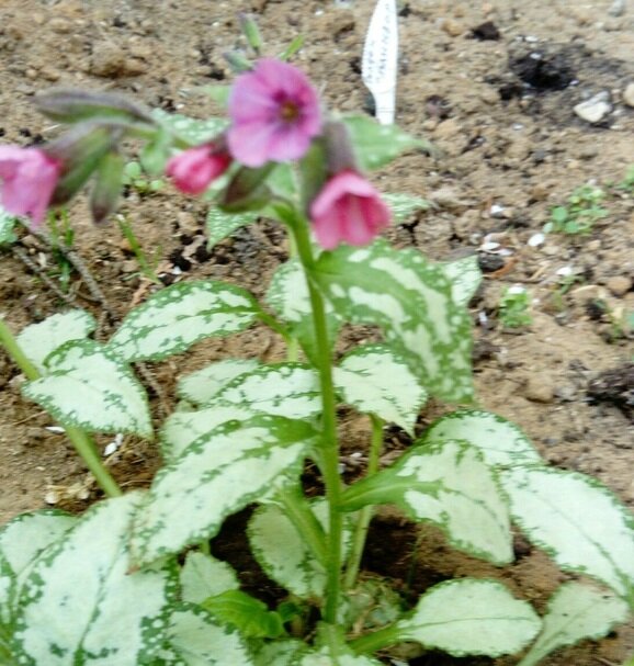 медуница сахарная