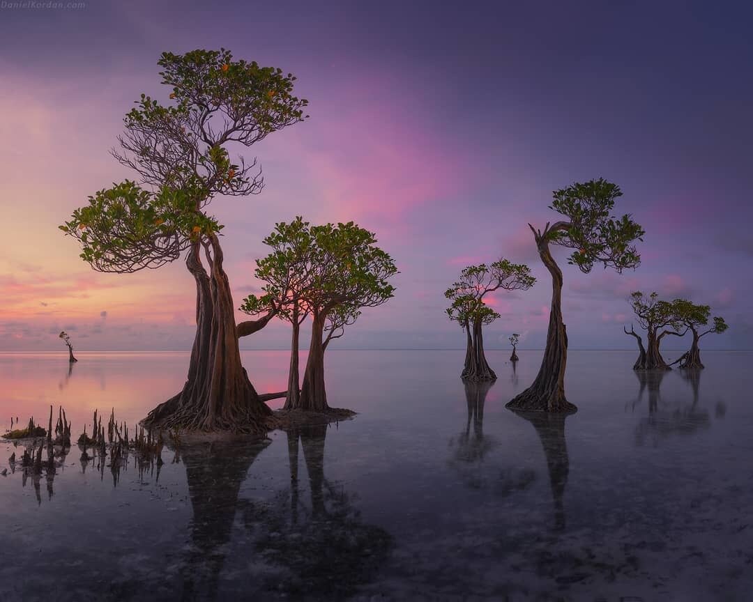 Танцующие мангровые деревья на острове Сумба